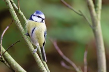 Blaumeise (Cyanistes caeruleus)