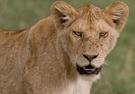 Löwin/ Serengeti