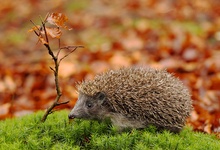 Stachelbrecher (Erinaceus europaeus)