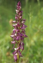 Orchis anthropophora x militaris