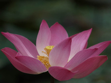 Indische Lotosblume (Nelumbo nucifera)