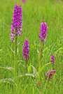 Nachtrag zum "Orchideentag"...