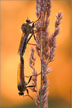 Berserkerfliegen in der brennenden Heide...