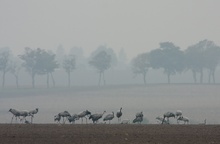 Kraniche, Mecklenburg-Vorpommern