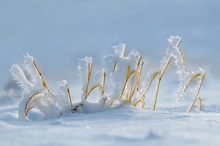 Winterwiesenskulptur