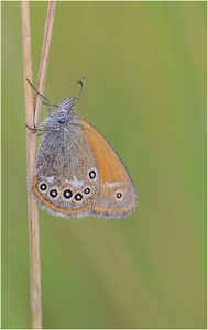 *Rotbraunes Wiesenvögelchen*