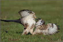 Auseinandersetzung... Mäusebussarde *Buteo buteo*