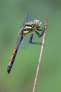 Schwarze Heidelibelle