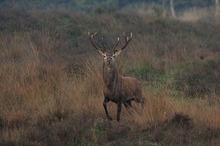 Red deer