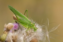 Grünes Heupferd beim Verzehr von Distelsamen