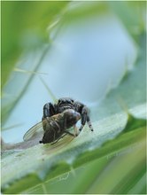 *Schwarze Springspinne*