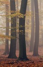 Herbstlicher Bucherwald