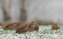 Rebhühner im ersten Schnee!