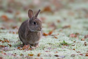 junges Wildkaninchen auf meinem Rasen