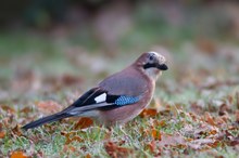 Eichelhäher (Garrulus glandarius) auf meinem Rasen II