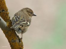 Buchfink (Fringilla coelebs)