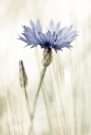 Kornblume