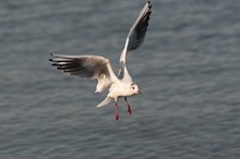 Lachmöwe (Larus ridibundus)