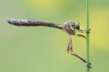 Gemeine Schlankfliege - Leptogaster cylindrica