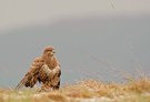 Ein wenig Bussard in der Landschaft!