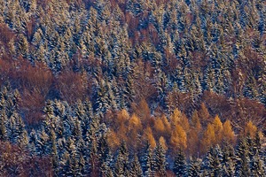 Novemberwald