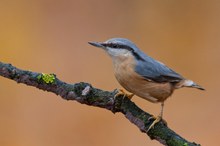 Der Kleiber an der Winterfütterung