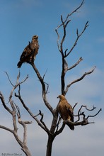 Raubadler / Namibia