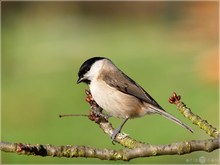 Sumpfmeise - Poecile palustris