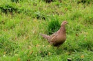 Fasanenweibchen