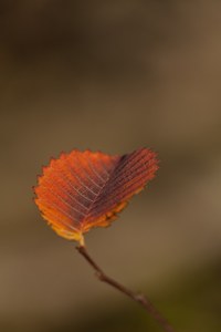 Schattierung
