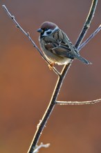 Feldsperling im morgentlichen Gegenlicht