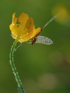 Ein-Tag auf einer Blüte