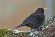 Amsel