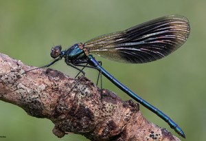 Gebänderte Prachtlibelle