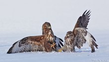 " zwei Streithähne toben im Schnee "