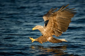 Diving Sea eagle