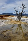 ~ Mammoth Hot Springs ~