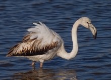 Flamingo im Jugendkleid...