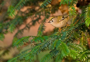 Goldhähnchen