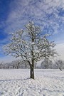 Streuobstwiese im Winter