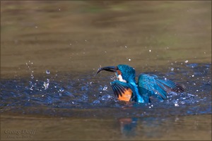 Im Land der Eisvögel II