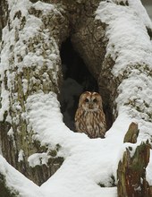 Waldkautz im Winter