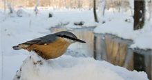 Kleiber im Auwald