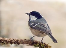 Tannenmeise (Parus ater)