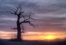 Baum bei Sonnenaufgang