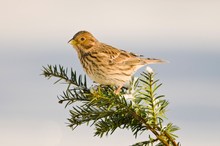 Grauammer (Emberiza calandra) zu Besuch