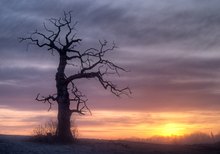 Baum bei Sonnenaufgang2