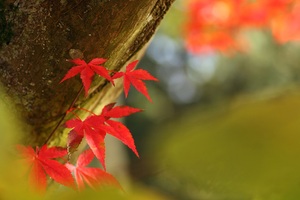 Der Herbst war bunt!