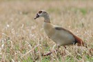 Nilgans ....