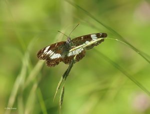 Kleiner Eisvogel (Limenitis camilla)